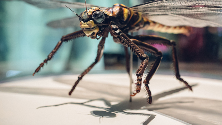 A close-up of a dragonfly