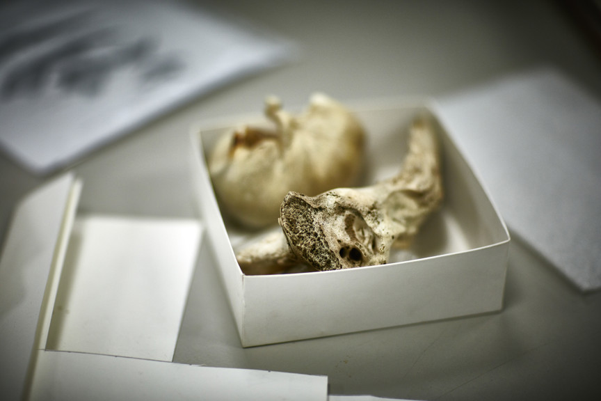 Fossil of a periotic (ear bone) of a prehistoric mammalodontid baleen whale in a white cardboard storage box. 