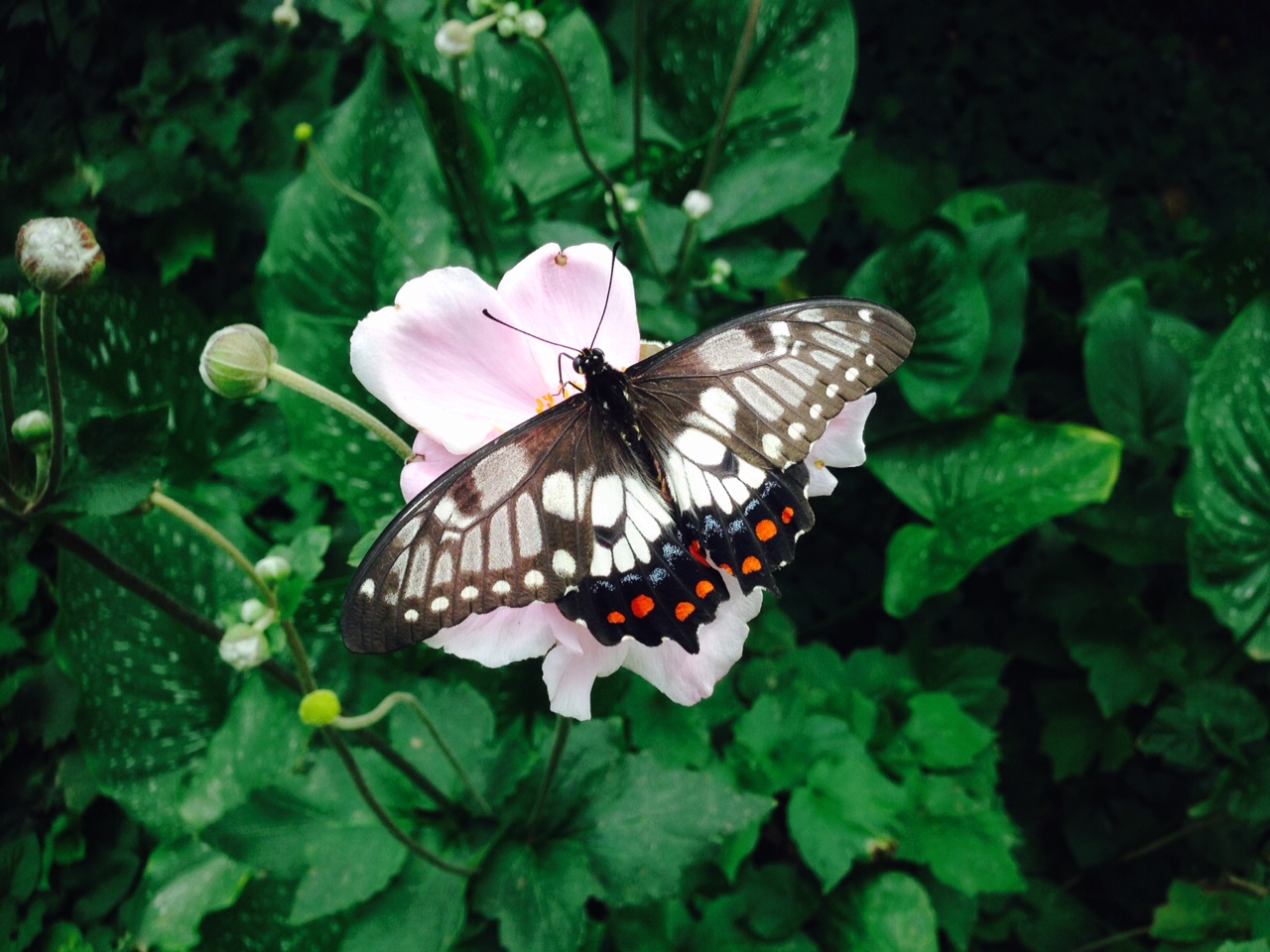 Papilio anactus, Dainty Swallowtail. Location: Australia, Victoria, Melbourne, Carlton Gardens. Survey: City of Melbourne Bio Blitz 2016. 