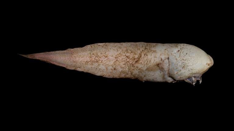The "faceless" fish