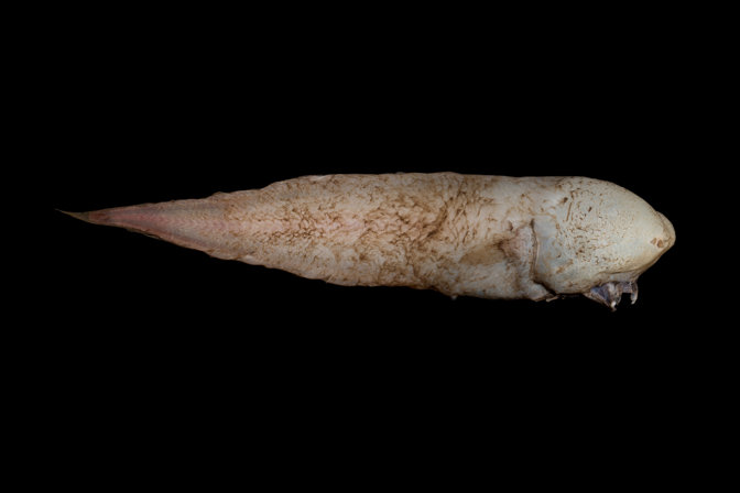 The "faceless" fish