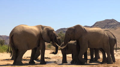 Two elephants joining trunks