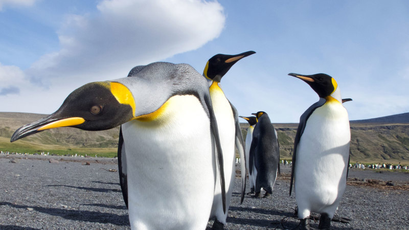 Close up of king penguins
