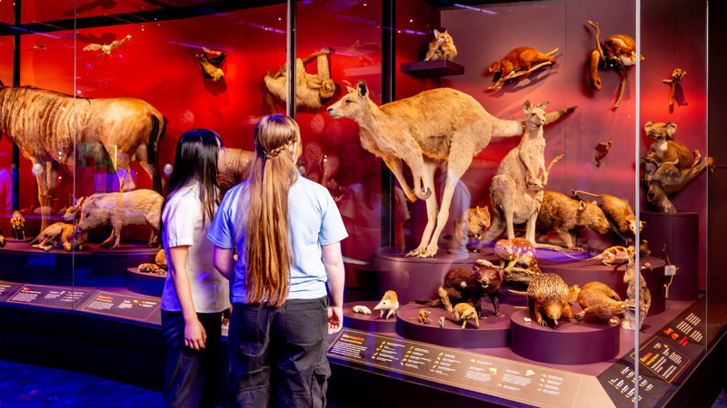 Two students stand in front of glass case holding many taxidermied   animal specimens.