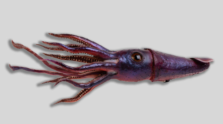 Jewel squid model on grey background