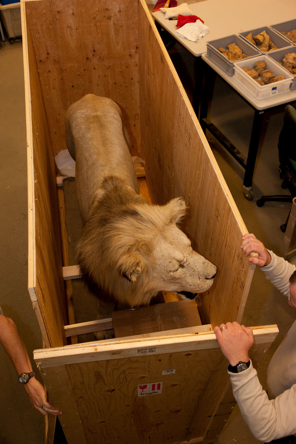 Conservators open a crate, with a taxidermied Lion inside