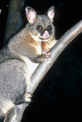 Brushtail Possum on a branch