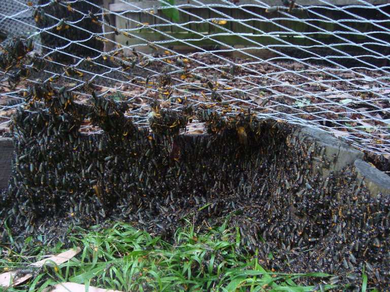 Beetles swarming