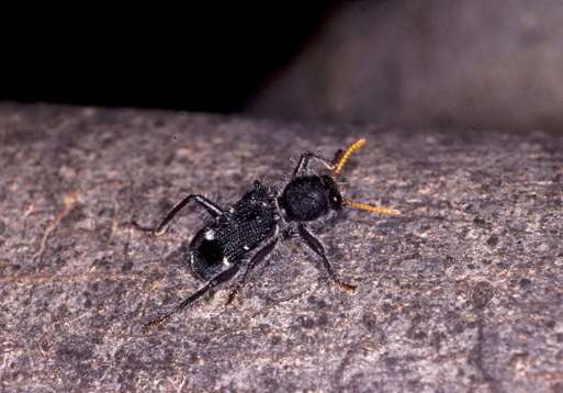 Black beetle