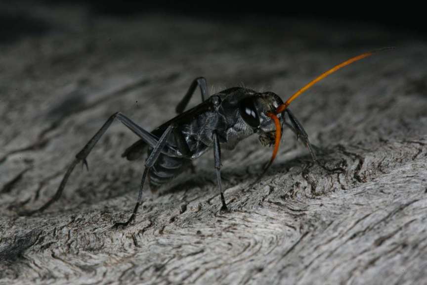Black wasp