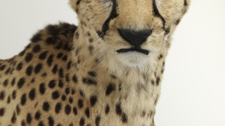 Mounted male Cheetah specimen (Acinonyx jubatus: Felidae, Carnivora, Mammalia, Chordata). Specimen was a captive inhabitant of Werribee Open Range Zoo called Haraku, who died in captivity on 13 November 2008.