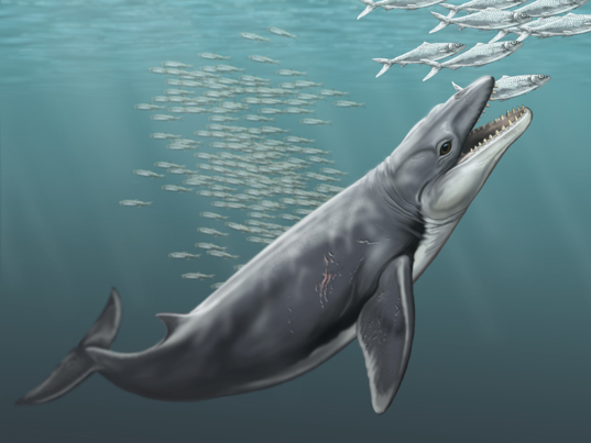 whale preying on fish