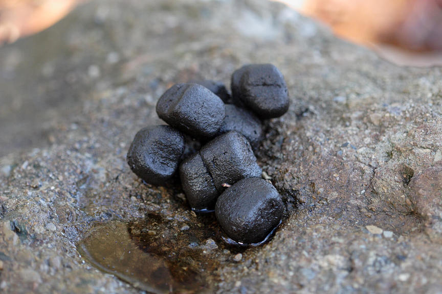 Wombat poo