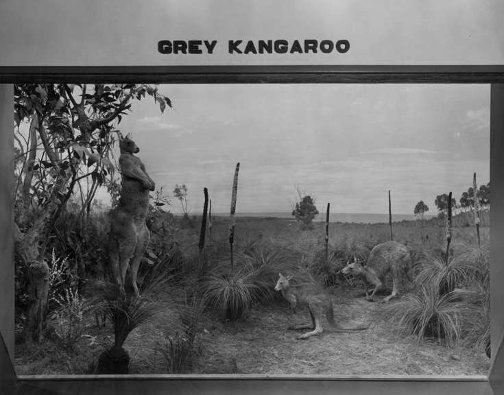 kangaroo diorama