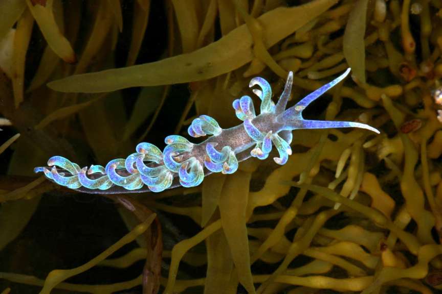 sea slug