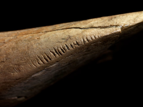 Right upper incisor of Diprotodon, featuring possible human markings.