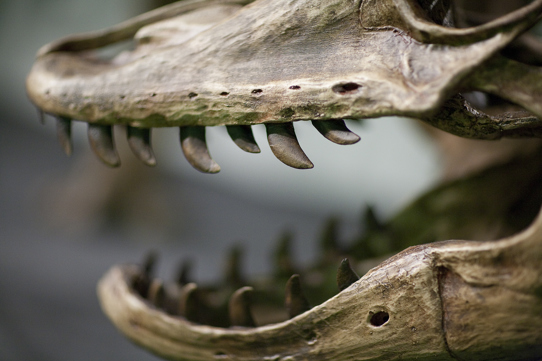 Skeleton of Varanus Priscus, a large lizard from the Pleistocene era.