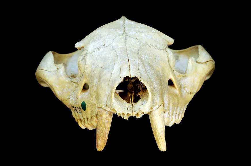 skull