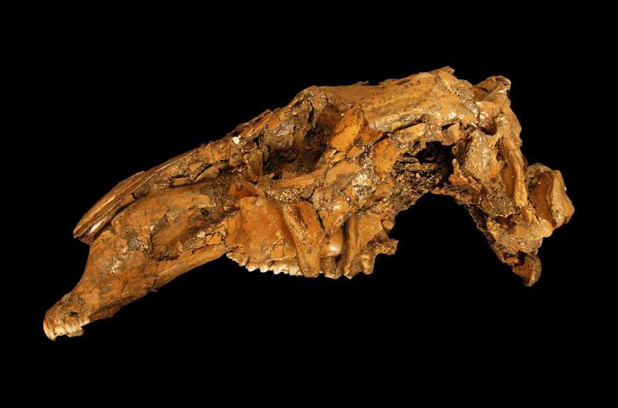kangaroo skull