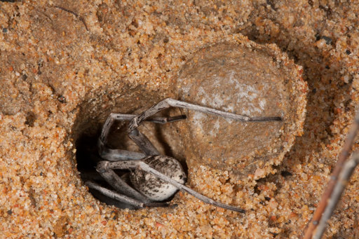 wolf spider