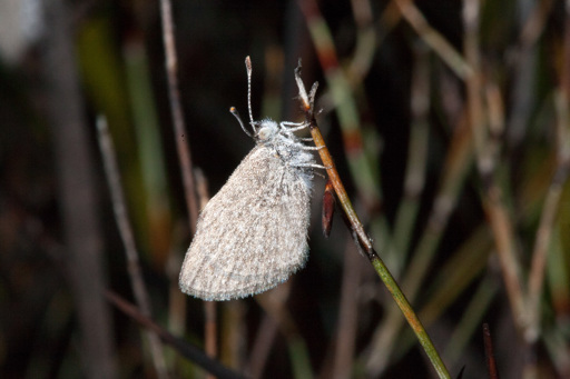 moth