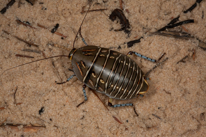 Cockroach