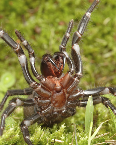 Sydney Funnelweb spider, Atrax robustus in aggresive pose