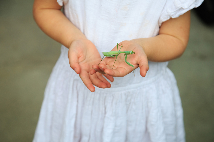 Child wearing a white dress holding a green praying mantis in her hand at the media announcement of the 'Bug Lab' exhibition at Melbourne Museum.