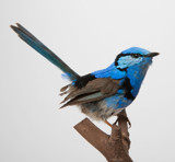 Museum specimen mounted on a branch