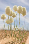 Fluffy white flowers on tall stalks in grassland