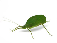 Green insect on a white background