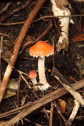 Two toadstools growing from the earth, surrounded by branches and sticks