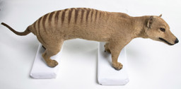 Museum specimen