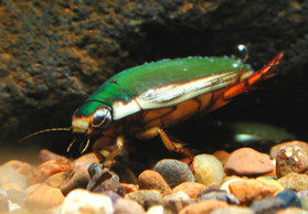 A beetle next to a rock
