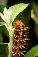 A caterpillar on a leaf