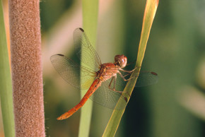 A dragonfly on a leaf