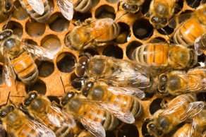 Bees in a beehive