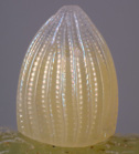 A caterpillar egg