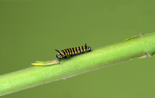 A newly hatched caterpillar eating a leaf on a branch