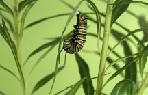 A caterpillar anchored to a leaf, getting ready to pupate