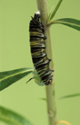 The caterpillar’s chrysalis is beginning to form over its body