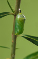 The caterpillar is fully covered in its green chrysalis