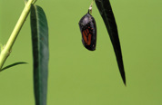 A butterfly is encased by the chrysalis