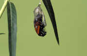 The butterfly is beginning to leave the chrysalis, head first. Half of the butterfly is inside the chrysalis while the other half is outside