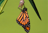 The adult butterfly is hanging from its chrysalis, and its wings are fully inflated