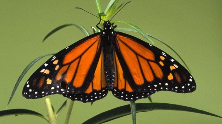 An adult butterfly