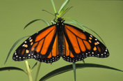 An adult butterfly