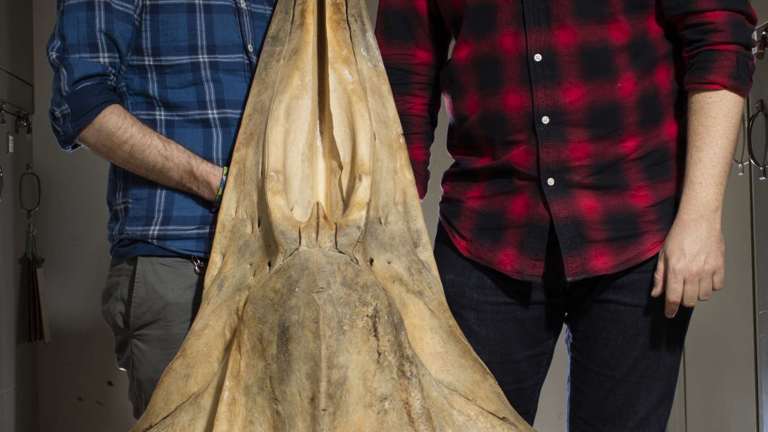 Two men with a whale skill