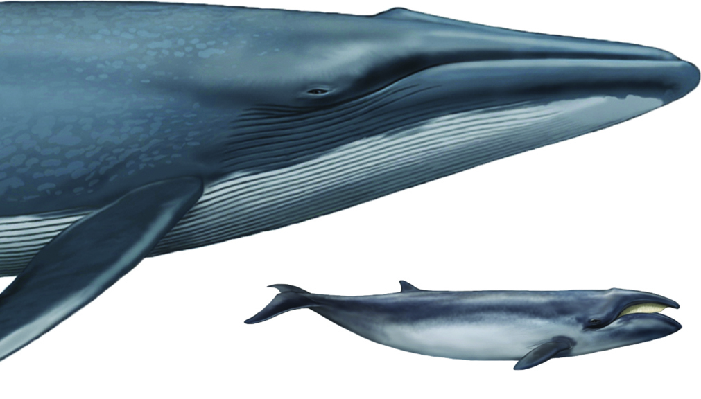 Drawing compare the size of two whales