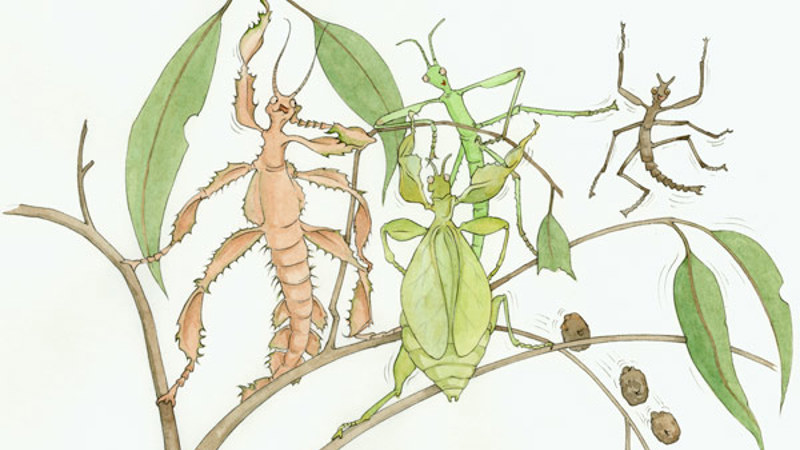 An illustration of a group of stick insects of different species